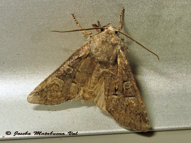 Noctuidae a determinar 2 - Brachylomia viminalis